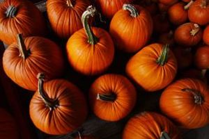 Pumpkins3_opt